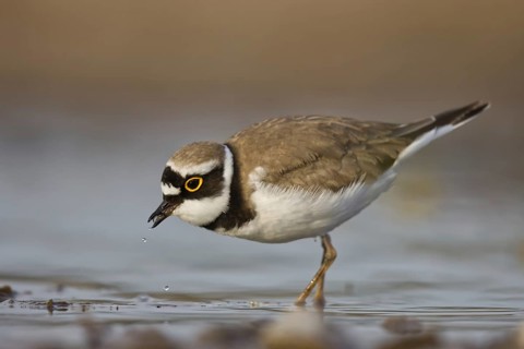 Little Ringed Plover (Charadrius dubius) female foraging, North Rhine-Westphalia, Germany