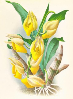 Orchid, Catasetum macrocarpum, authentic reproduction of an illustration by Jean Jules Linden (1817