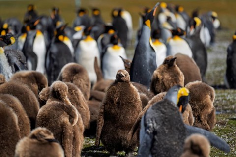 King penguins (Aptenodytes patagonicus), colony with adults and chicks in brown down plumage,