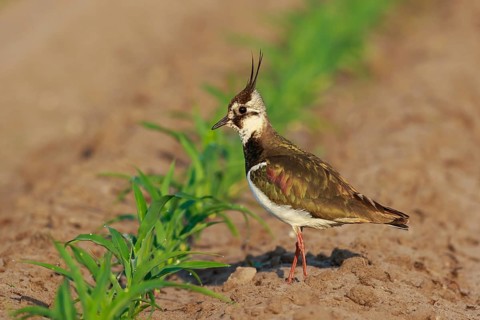 Northern Lapwing (Vanellus vanellus) female on a field, North Rhine-Westphalia, Germany