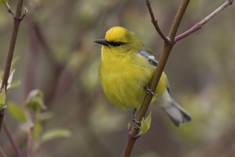 Blue-winged Warbler (Vermivora cyanoptera), Ontario, Canada