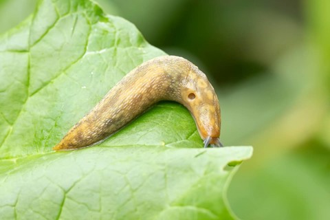 Leopard slug (Limax maximus) adult gastropod molluscs on a garden vegetable plant leaf in summer,