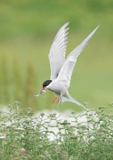 Arctic Tern (Sterna paradisaea) flying over a flowering meadow with sandeels in its beak, Iceland