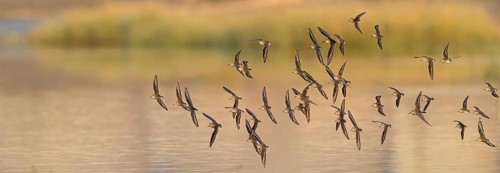 Animals, Birds, Little Sandpiper, (Calidris minuta), Biotope, Habitat, Foraging, Migratory bird,