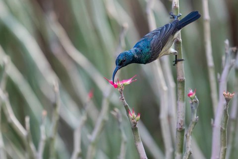 Sunbird, Souimanga Sunbird (Cinnyris souimanga), male, in the dry forest in western Madagascar