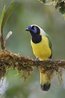 Inca Jay (Cyanocorax yncas), Ecuador