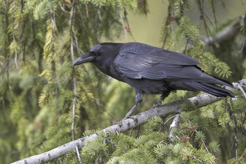 Northern Raven (Corvus corax), British Columbia, Canada