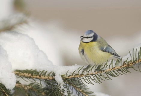 Eurasian Blue Tit (Cyanistes caeruleus), Saxony, Germany