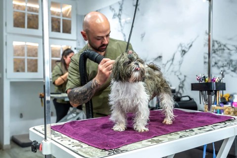 Professional groomer drying a wet shih tzu on a grooming table in a modern pet salon, providing