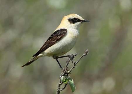 Black-eared Wheatear (Oenanthe hispanica) male perched on a branch, French Riviera, France
