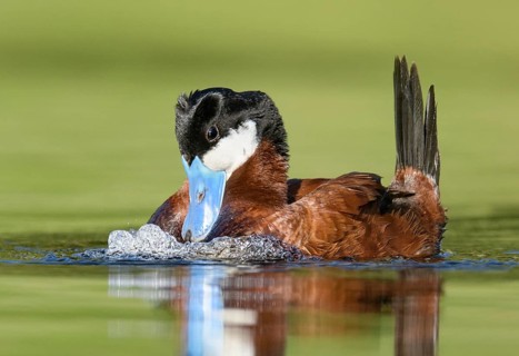 Ruddy Duck (Oxyura jamaicensis) male, British Columbia, Canada