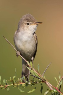 Uppchers Warbler - Dornspötter - Hippolais languida, Kyrgyzstan