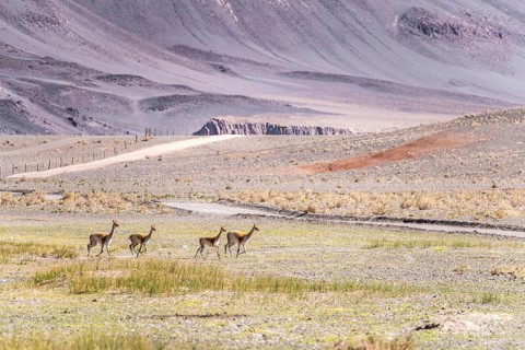 A serene landscape of the Andean Highlands in La Puna, Argentina, features a group of vicunas