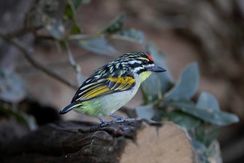 Red-fronted Tinkerbird (Pogoniulus pusillus), South Africa