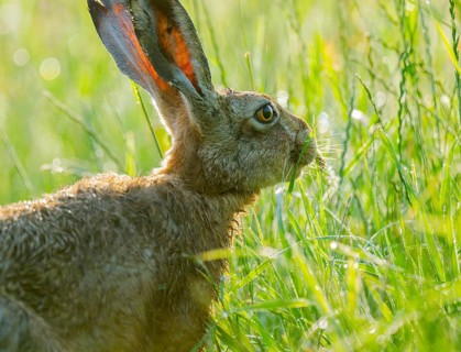 European hare (Lepus europaeus) sitting on a dirt track and eating grass, wildlife, Lower Saxony,