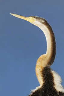 Australasian Darter (Anhinga novaehollandiae), Victoria, Australia