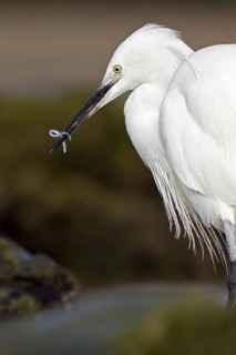 Little Egret (Egretta garzetta), Asturias, Spain