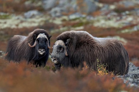 A mochus ox bull (Ovibos moschatus) and a female in the autumnal tundra, autumn, Ruska, autumn