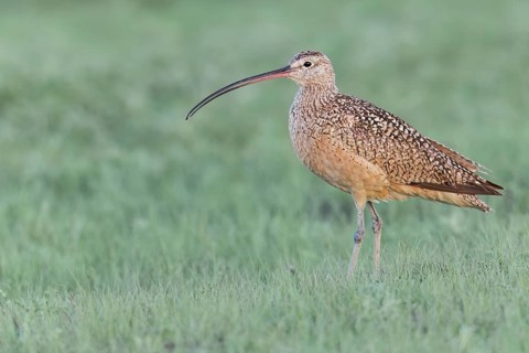 Long-billed Curlew (Numenius americanus) feeding in a field in Saskatchewan, Canada