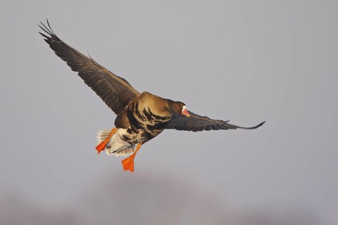 Greater White-fronted Goose (Anser albifrons) flying, North Rhine-Westphalia, Germany