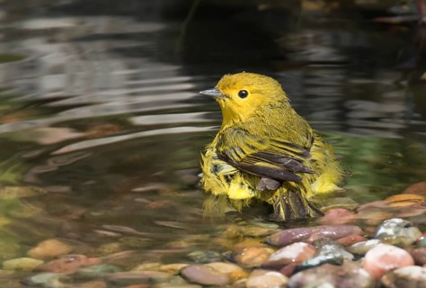 A male Yellow Warbler, Setophaga petechia, bathes in a backyard pond in Saskatoon, Saskatchewan