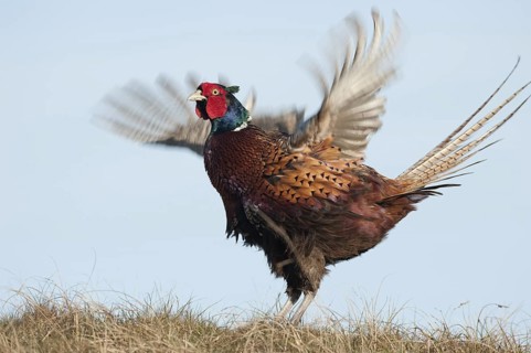 Common Pheasant (Phasianus colchicus) male, Texel, Netherlands