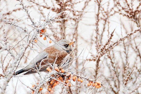 Fieldfare (Turdus pilaris) resting on frost-covered branches with orange berries in winter