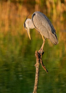 Grey heron (Ardea cinerea) standing on a dead branch at a lake, warm morning light, Lower Saxony,