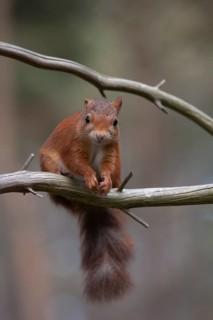 Red squirrel (Sciurus vulgaris) adult animal on a pine tree branch in summer, Scotland, United