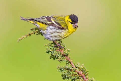 Erlenzeisig, Eurasian Siskin, Siskin, Spruce Siskin, Carduelis spinus, Tarin des aulnes, Lúgano