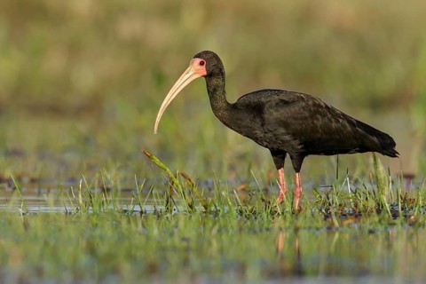 Bare-faced ibis (Phimosus infuscatus) perched on the ground in the Pantanal region of Brazil