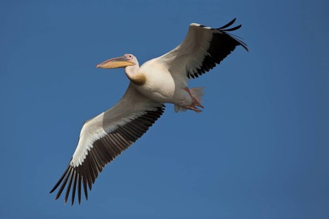 Great White Pelican (Pelecanus onocrotalus) flying, Nechisar National Park, Ethiopia