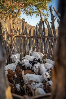 Goats, fenced young animals in a kraal, traditional Himba village, Kaokoveld, Kunene, Namibia