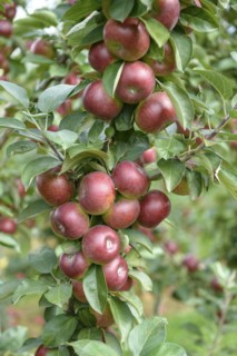Columnar apple (Malus domestica FLAMENCO), Bundessortenamt Prüfstelle Wurzen, Wurzen, Saxony,