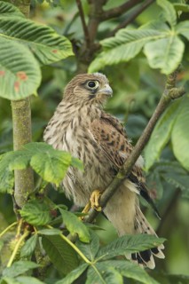 Common Kestrel (Falco tinnunculus) juvenile, Rhineland-Palatinate, Germany