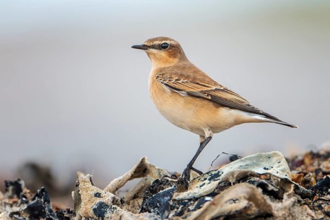 Northern Wheatear (Oenanthe oenanthe) female, Mecklenburg-Western Pomerania, Germany