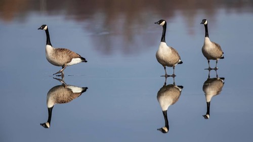 Canada Goose (Branta canadensis) on ice, Baden-Wuerttemberg, Germany