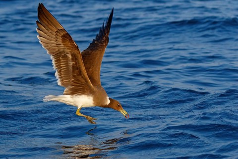 Hemprich's Gull, (Ichthyaetus hemprichii), (Larus hemprichii), Fish Eagle Gull Salalah, Off Mirbat,