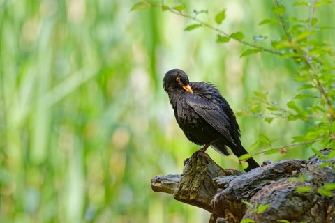 Common blackbird (Turdus merula) preening its feathers while perched on a tree stump in green