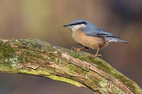 Eurasian Nuthatch (Sitta europaea) perched on a tree trunk, Poland