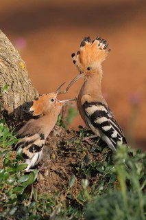 Eurasian Hoopoe (Upupa epops) juvenile, Extremadura, Spain
