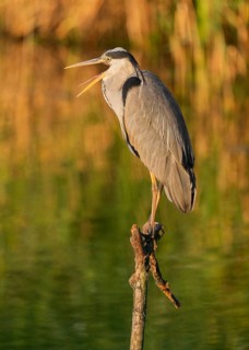 Grey heron (Ardea cinerea) standing on a dead branch by a lake, beak open, warm morning light,