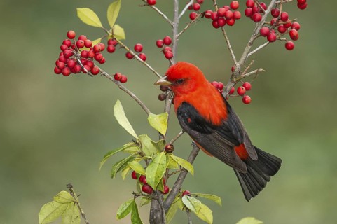 Scarlet Tanager (Piranga olivacea) male perched on a branch, Texas, USA