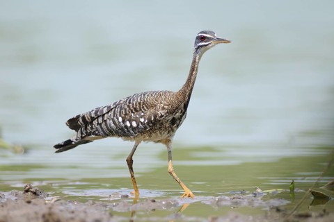 Sunbittern (Eurypyga helias), Pantanal, Brazil