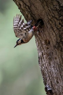 Great spotted woodpecker (Dendrocopos major), taking off, Emsland, Lower Saxony, Germany