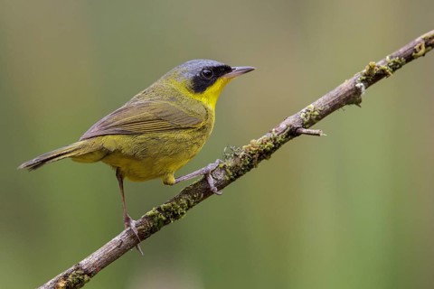Masked Yellowthroat (Geothlypis aequinoctialis) perched on a branch in the Atlantic rainforest of