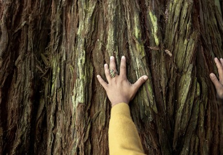 A hand with a green ring rests on the textured bark of a large tree in the Great Ocean Road,