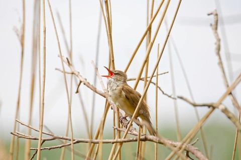 Great reed warbler (Acrocephalus arundinaceus) singing from a reed stem in wetland habitat during