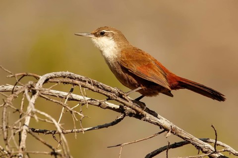 Crag Chilia (Ochetorhynchus melanurus) perched on a branch, Bio-Bio, Chile