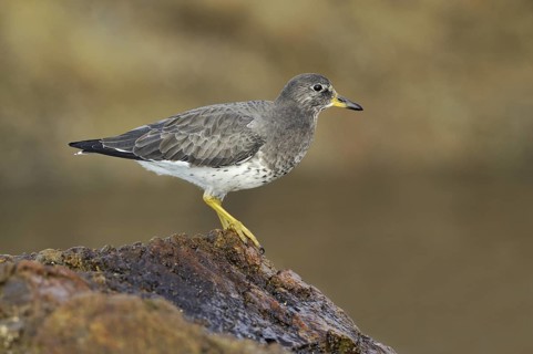 Surfbird (Calidris virgata), British Columbia, Canada